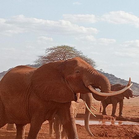 Tausa Tsavo Eco Lodge Voi Εξωτερικό φωτογραφία