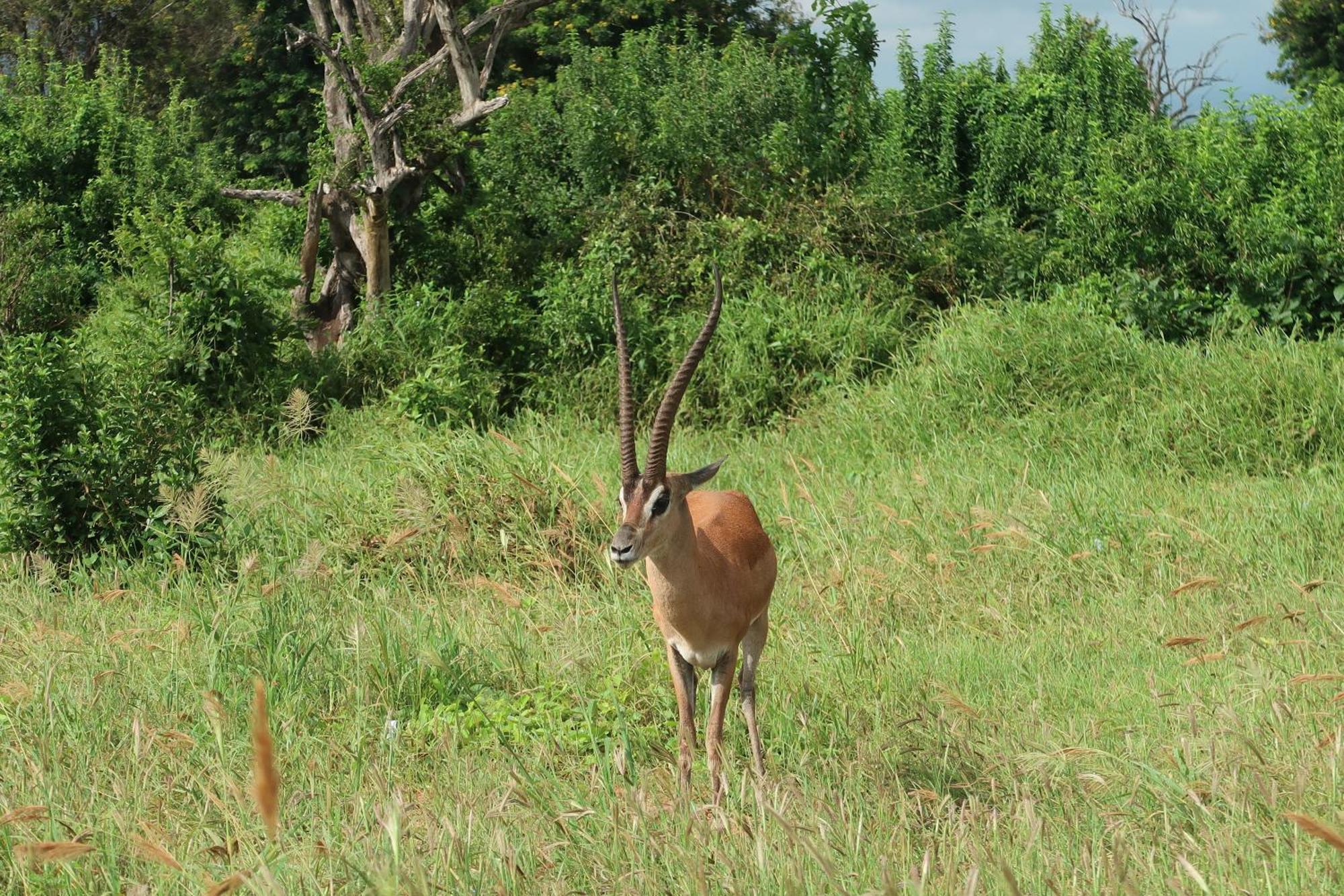 Tausa Tsavo Eco Lodge Voi Εξωτερικό φωτογραφία