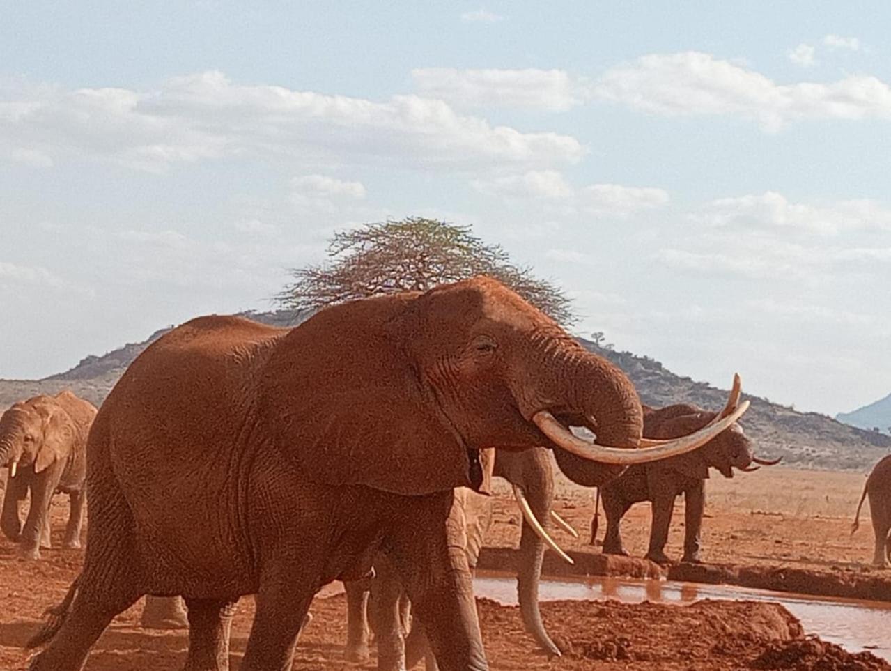 Tausa Tsavo Eco Lodge Voi Εξωτερικό φωτογραφία