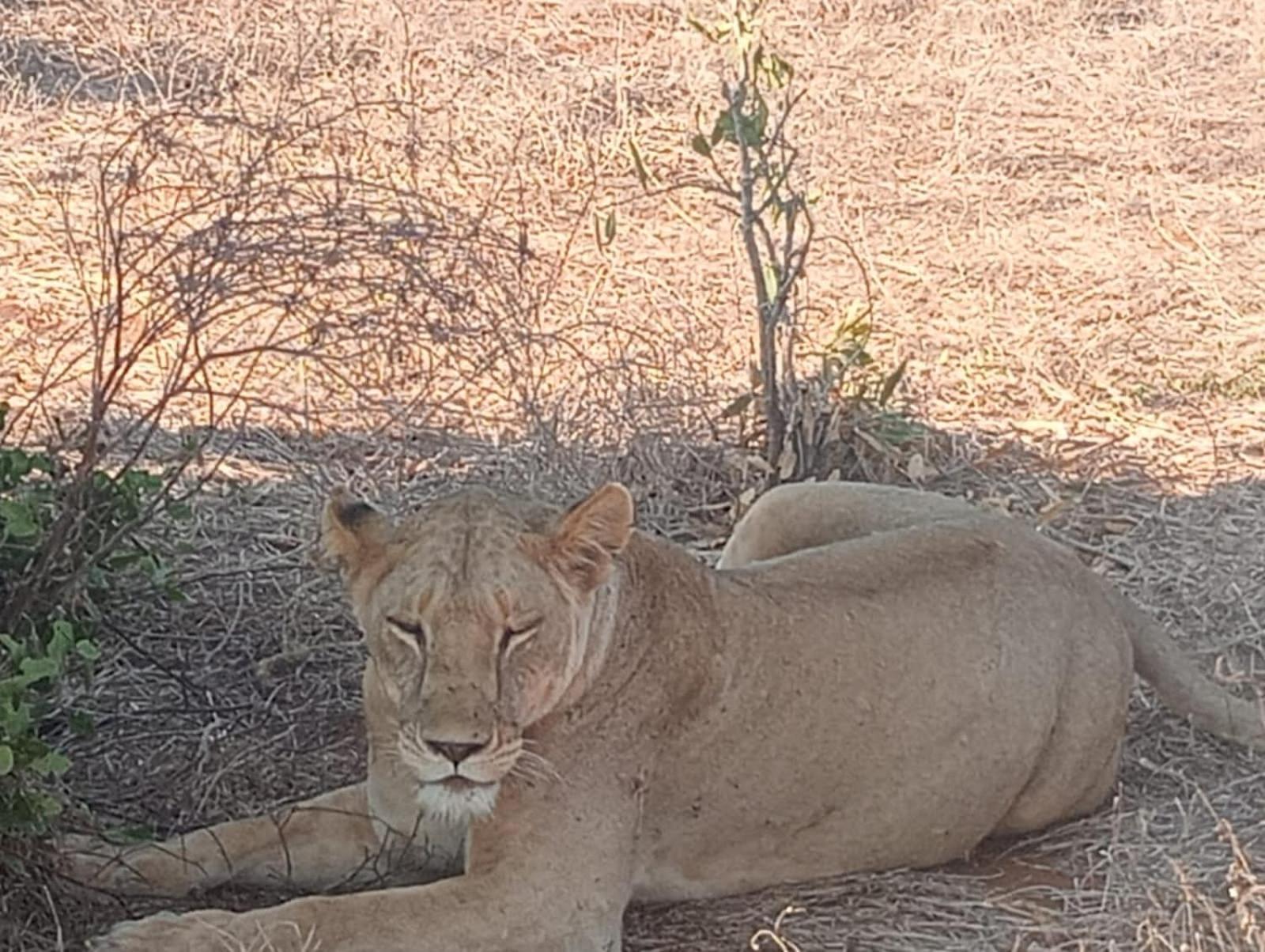 Tausa Tsavo Eco Lodge Voi Εξωτερικό φωτογραφία