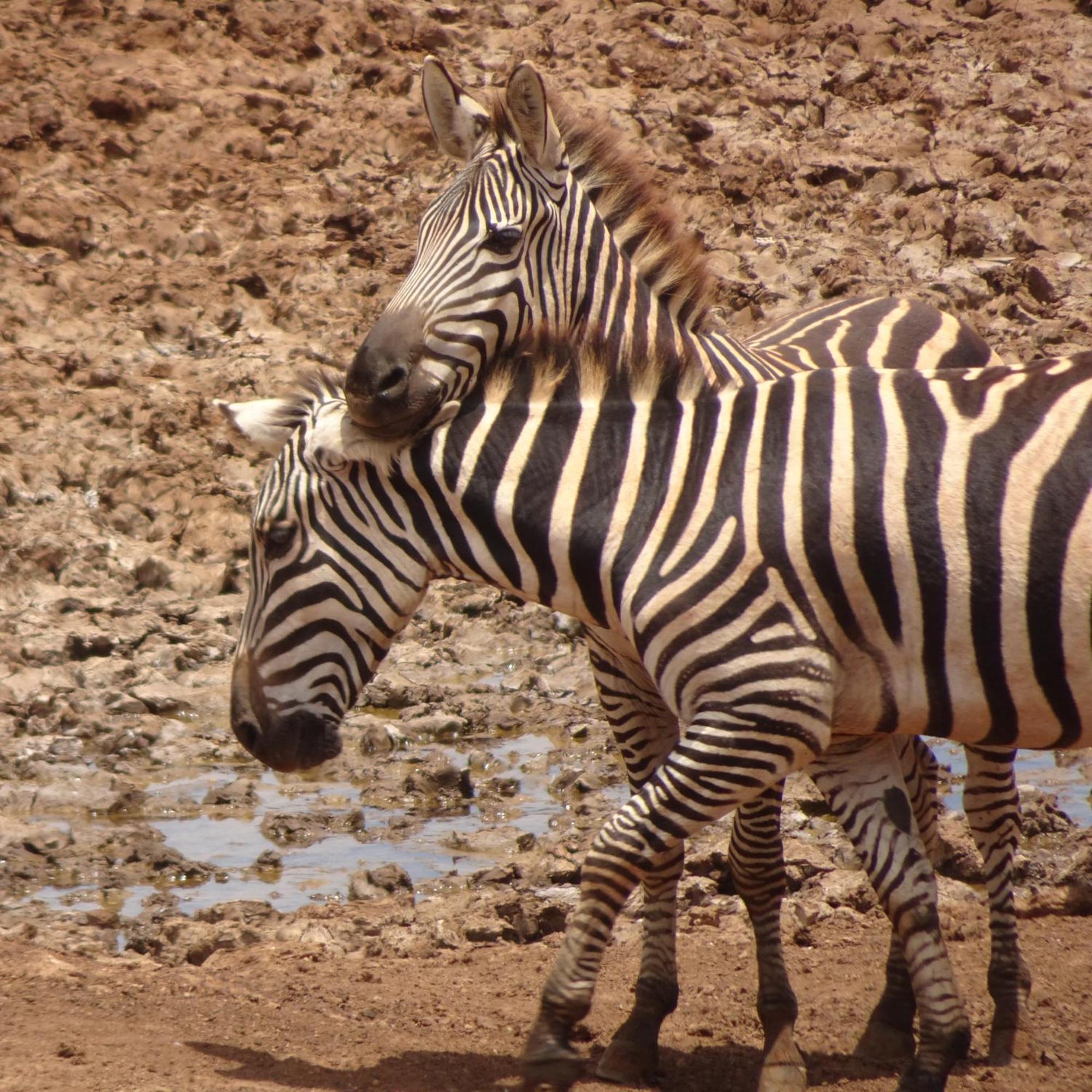 Tausa Tsavo Eco Lodge Voi Εξωτερικό φωτογραφία