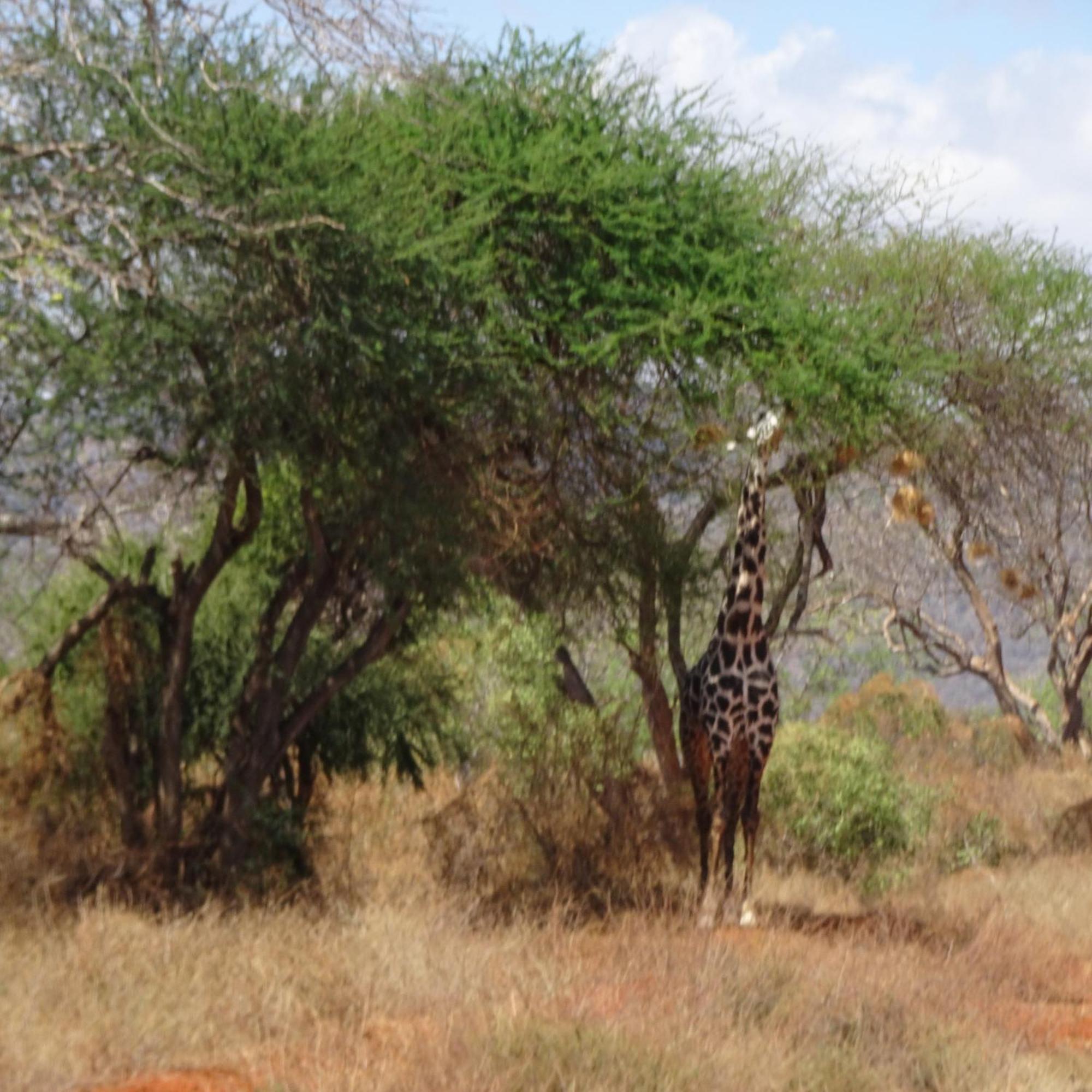 Tausa Tsavo Eco Lodge Voi Εξωτερικό φωτογραφία
