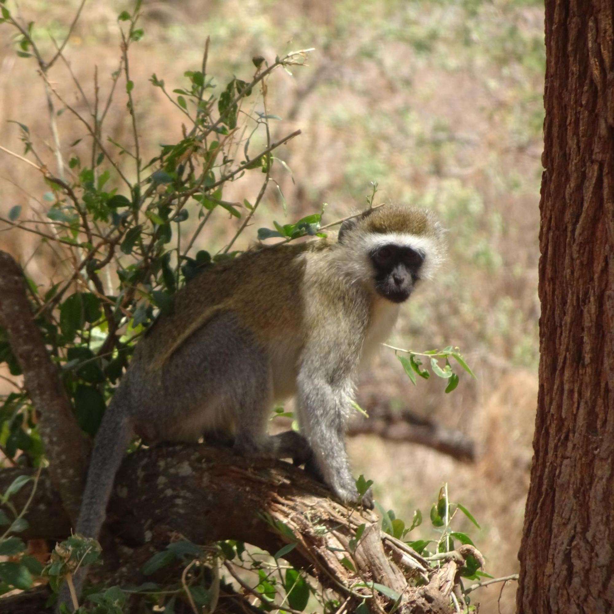 Tausa Tsavo Eco Lodge Voi Εξωτερικό φωτογραφία