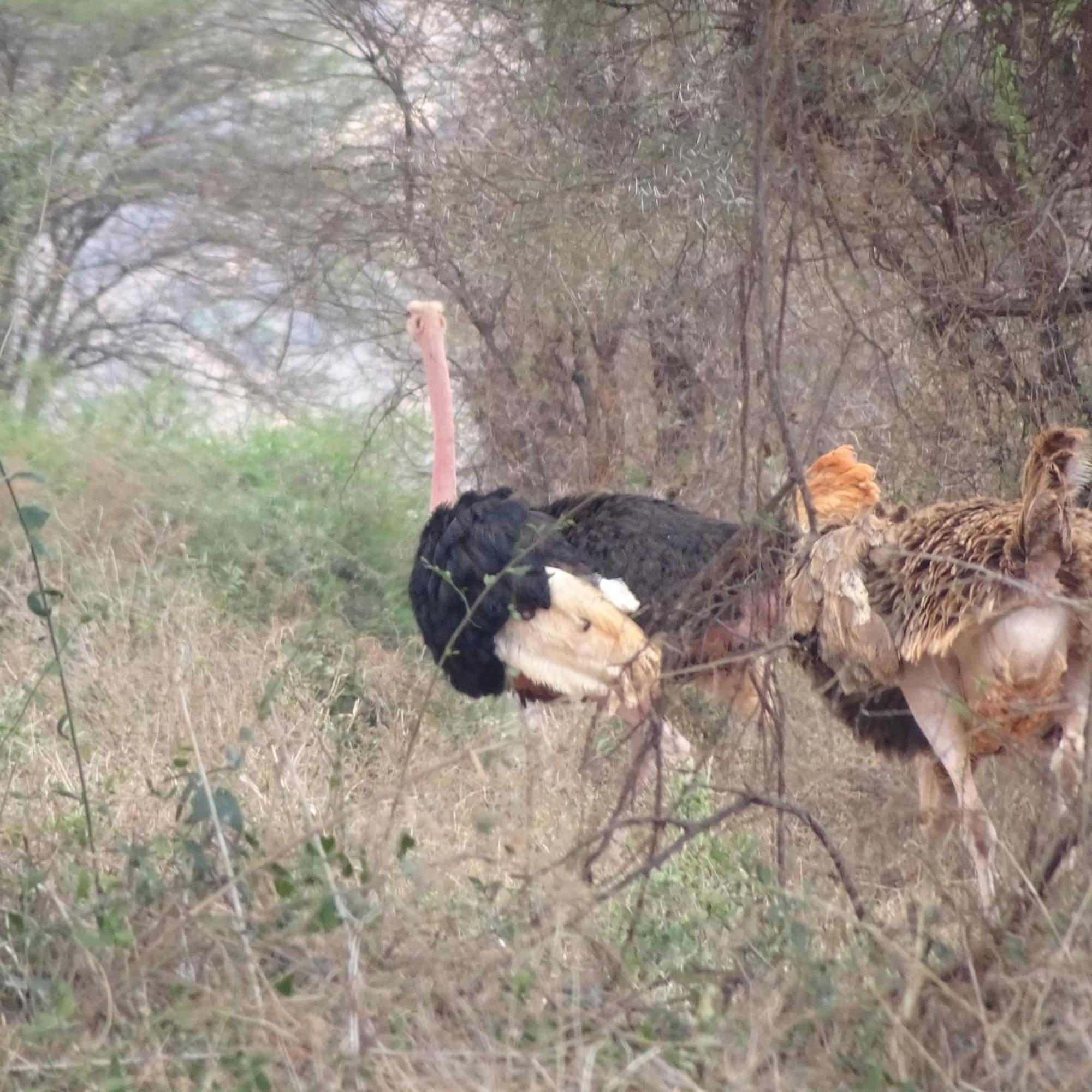 Tausa Tsavo Eco Lodge Voi Εξωτερικό φωτογραφία
