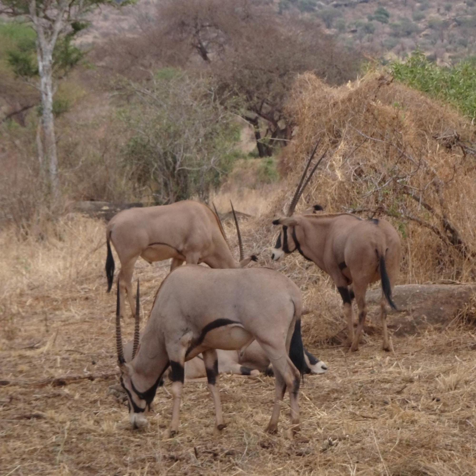 Tausa Tsavo Eco Lodge Voi Εξωτερικό φωτογραφία